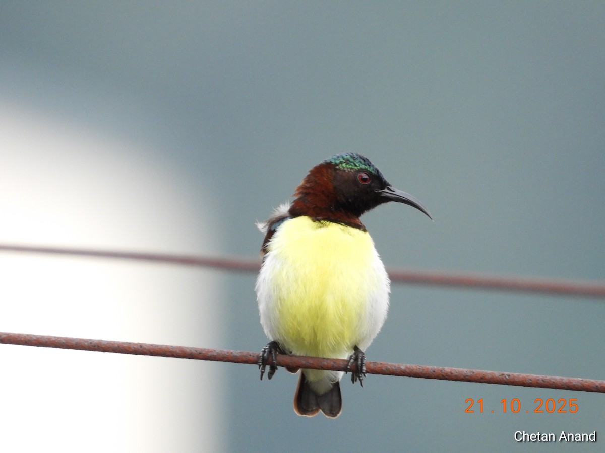 Purple-rumped Sunbird - ML643984259