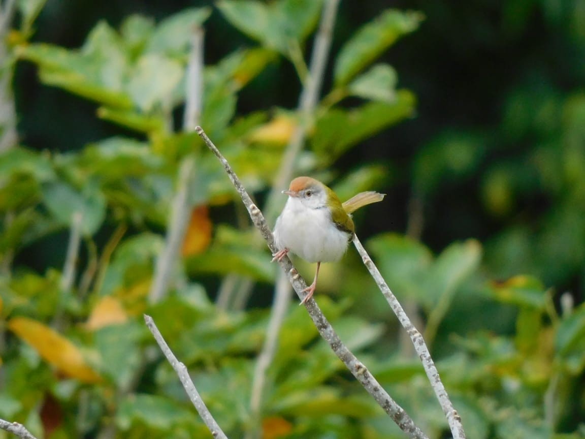 Common Tailorbird - ML643984273