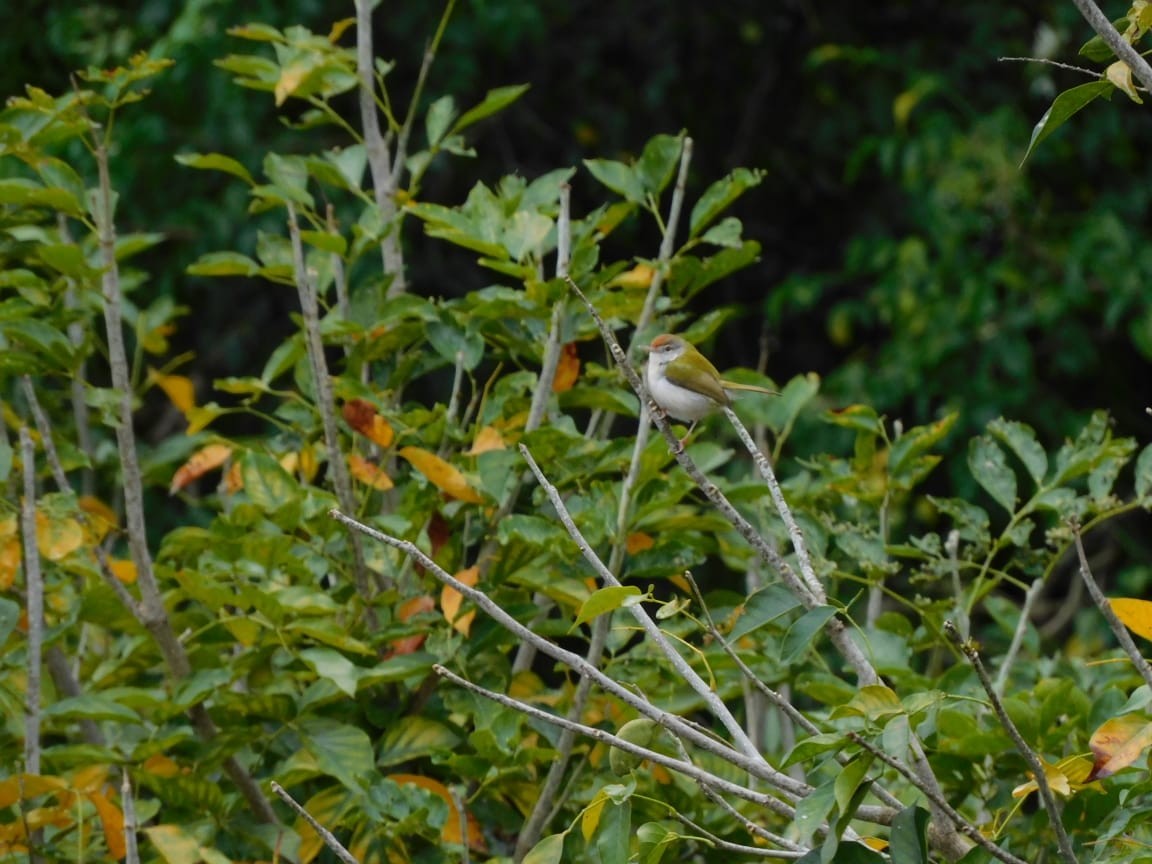 Common Tailorbird - ML643984274