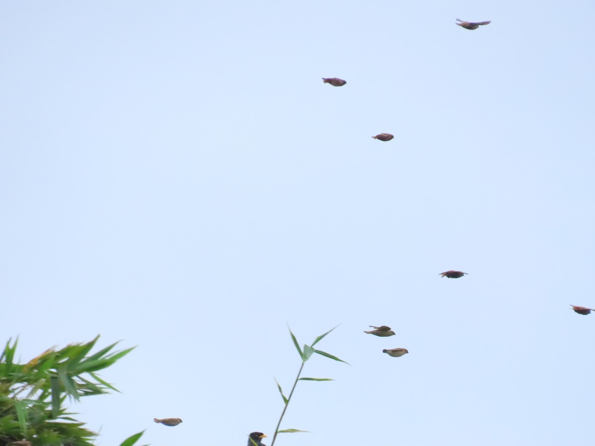 Chestnut Munia - ML643984275
