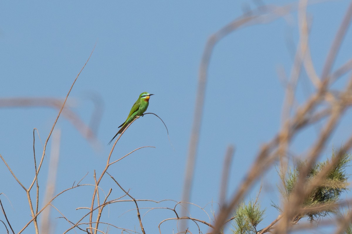 Erle-txori papargorria - ML643984287
