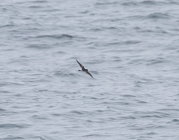 Leach's Storm-Petrel - ML643984356