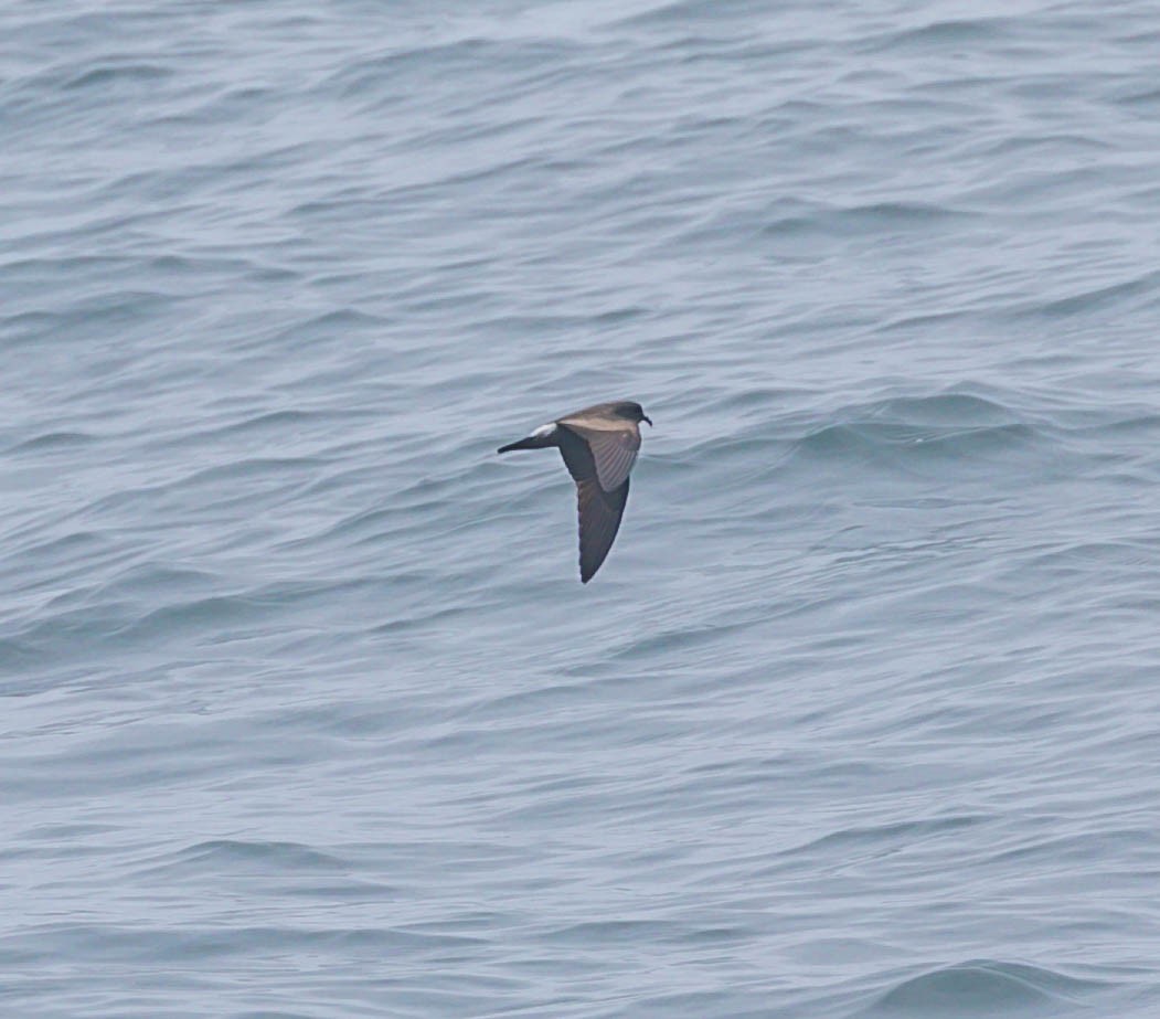 Leach's Storm-Petrel - ML643984357