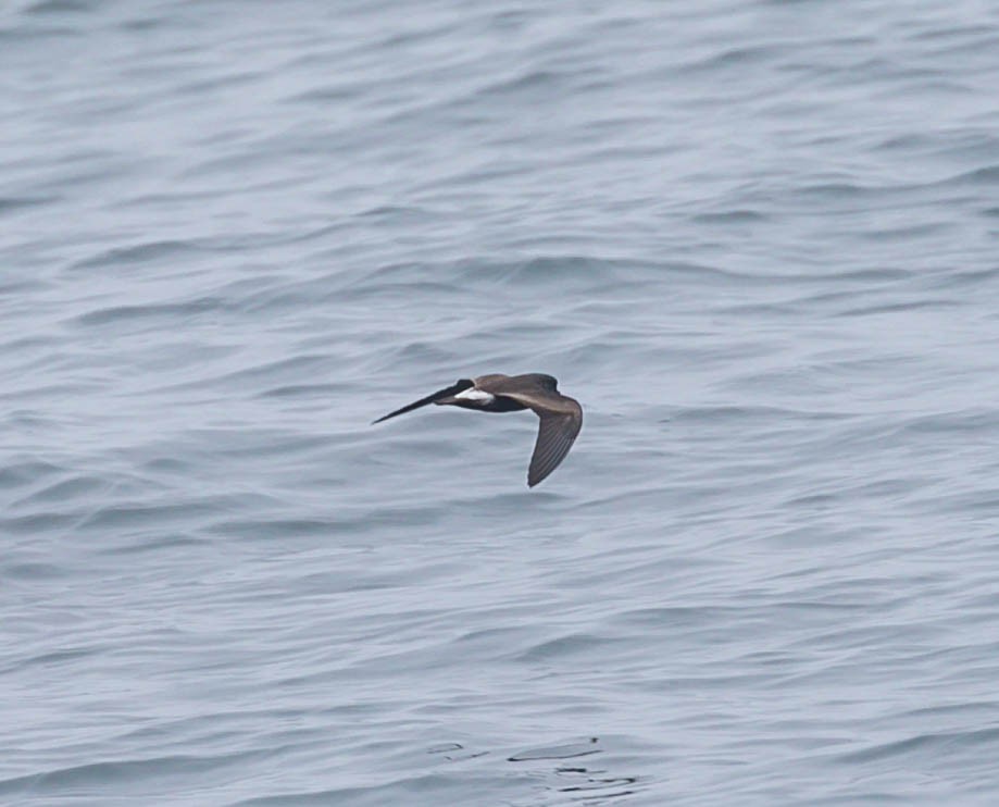 Leach's Storm-Petrel - ML643984358