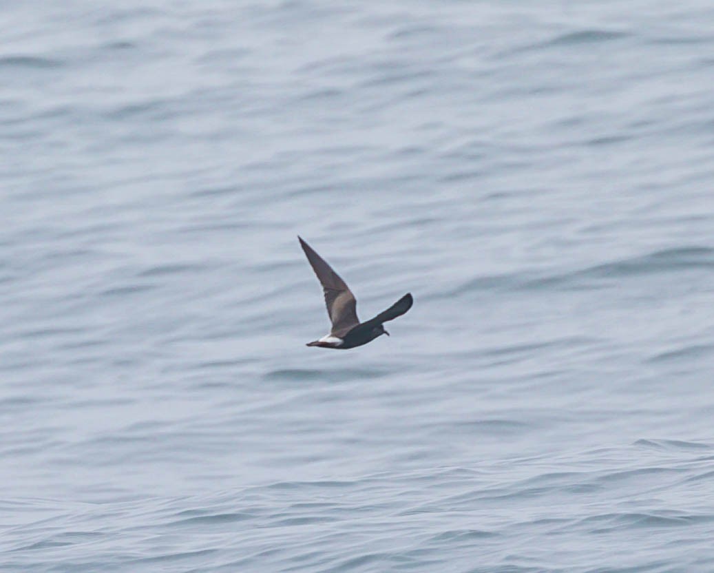 Leach's Storm-Petrel - ML643984359