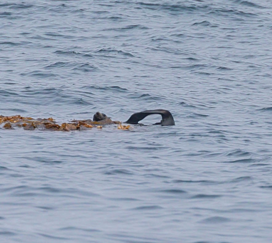 Guadalupe Fur Seal - ML643984364