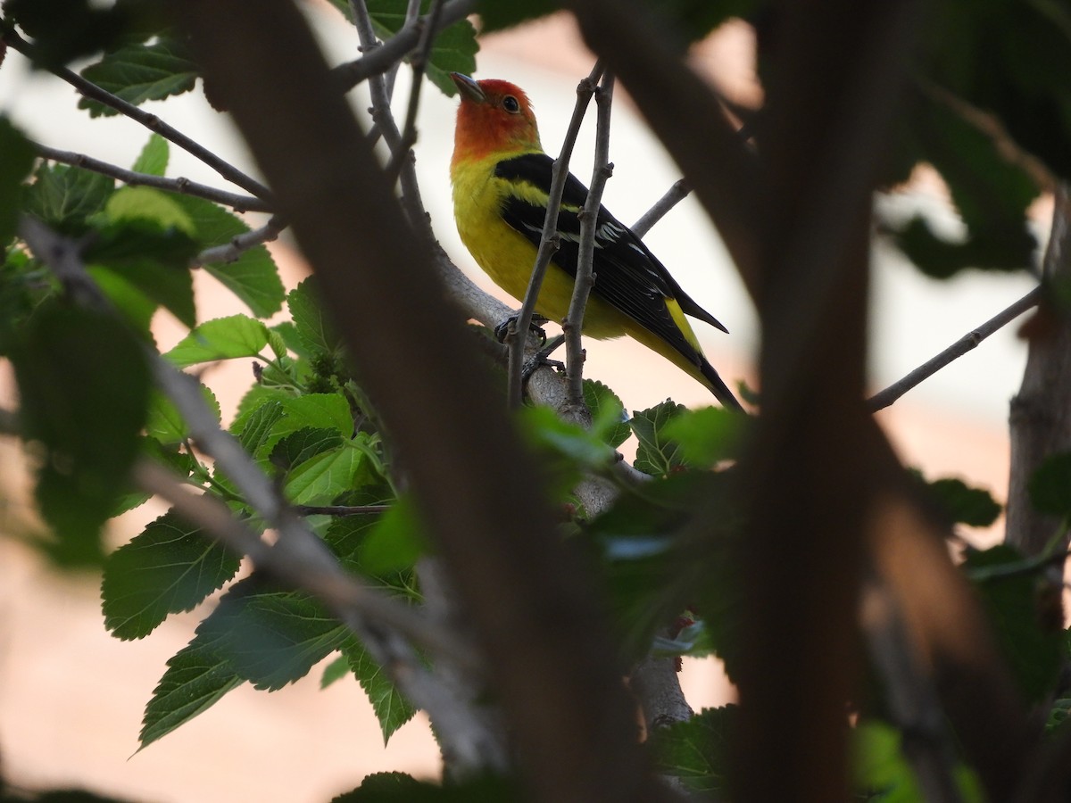 Western Tanager - ML643984376