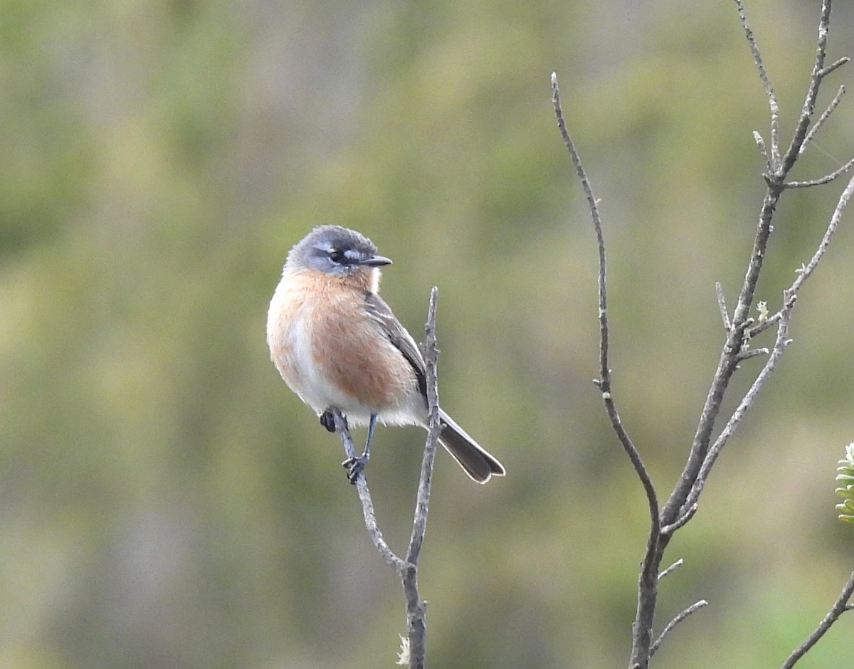 Gray-backed Tachuri - ML643984385