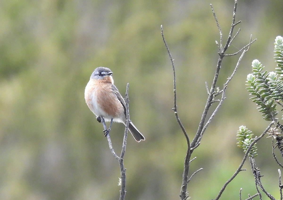 Gray-backed Tachuri - ML643984386