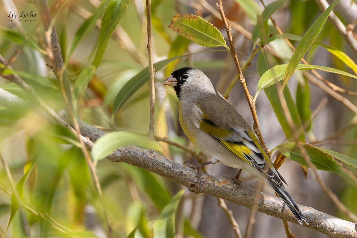 Lawrence's Goldfinch - ML643984408