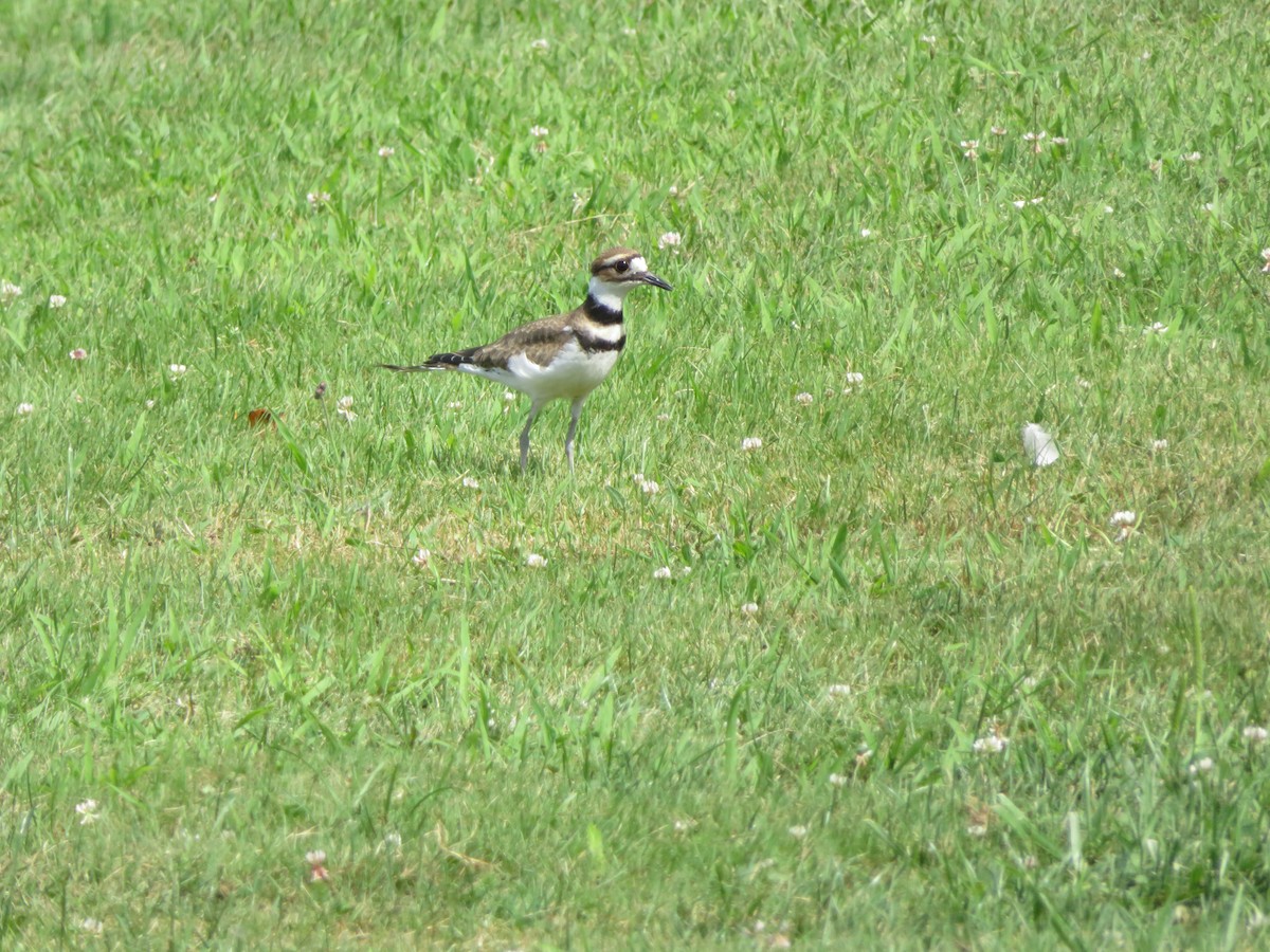 Killdeer - ML64398441
