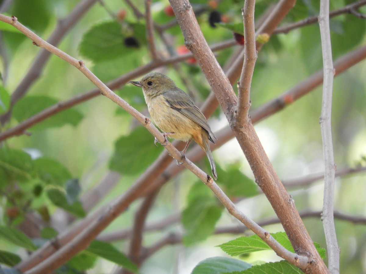 Cinnamon-bellied Flowerpiercer - ML643984431