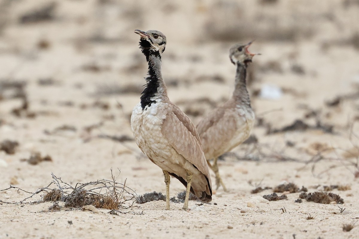 Rüppell's Bustard - ML643984440