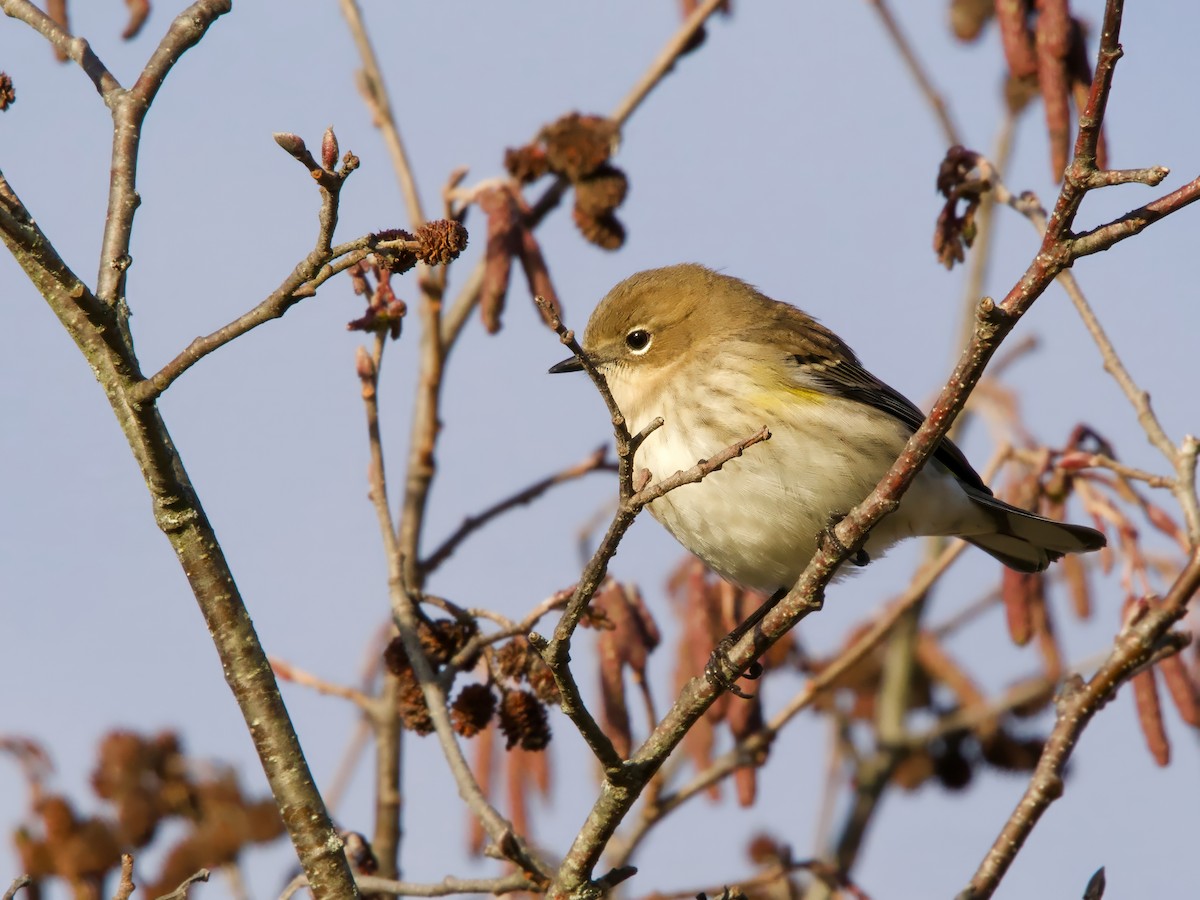 Yellow-rumped Warbler - ML643984445