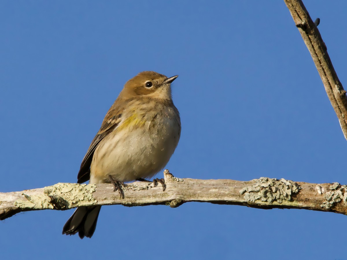 Yellow-rumped Warbler - ML643984446