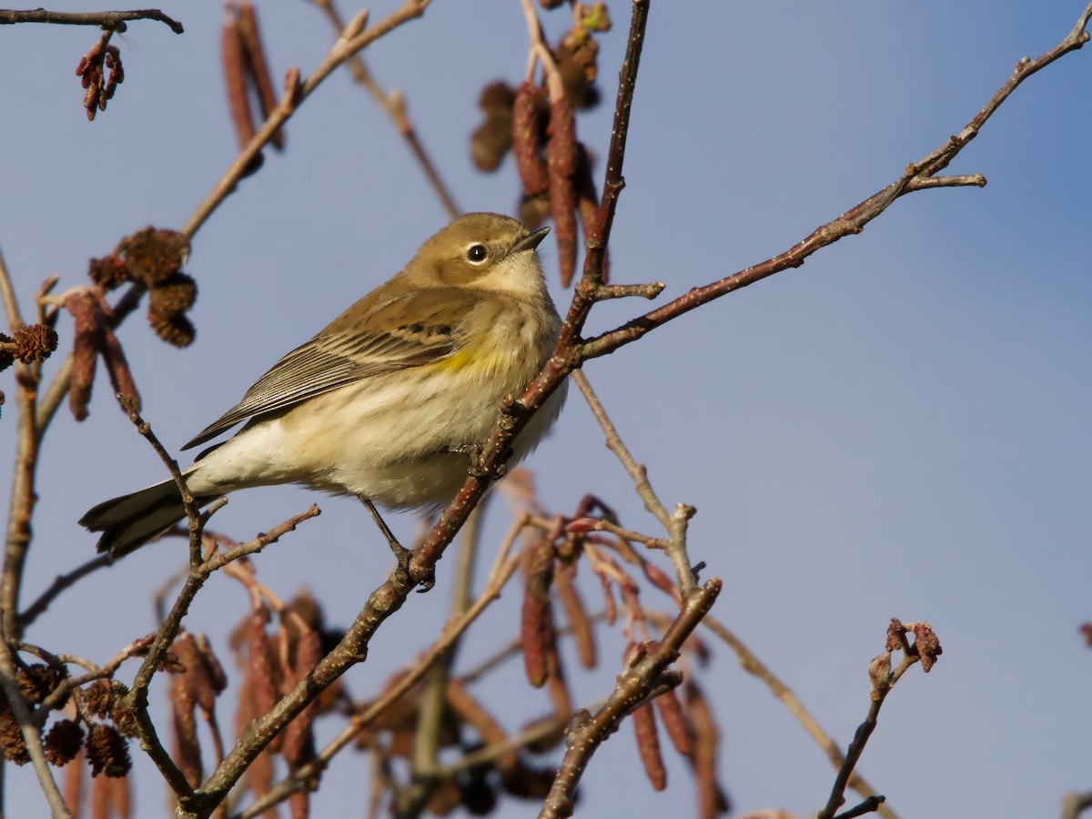 Yellow-rumped Warbler - ML643984447