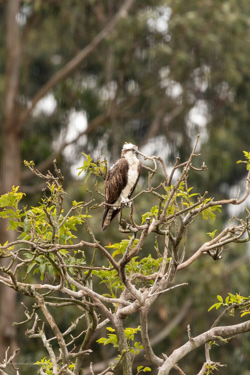 Osprey - ML643984481