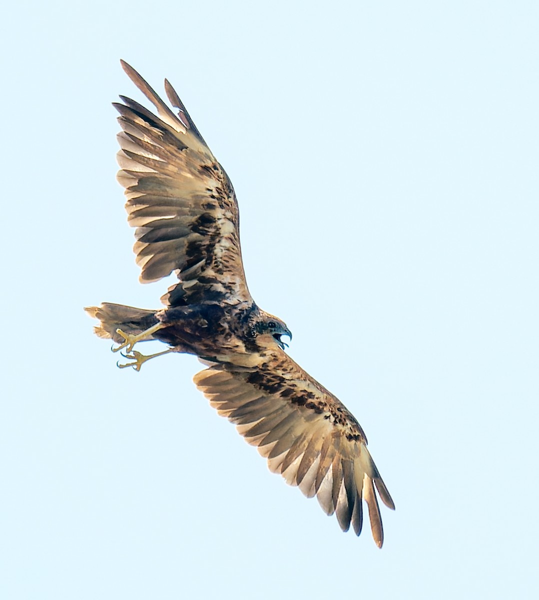 Western Marsh Harrier - ML643984488