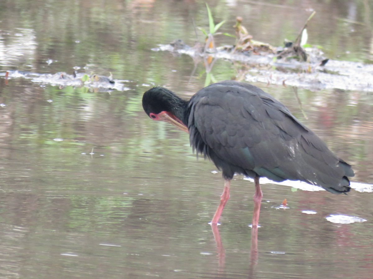 rødmaskeibis - ML643984491