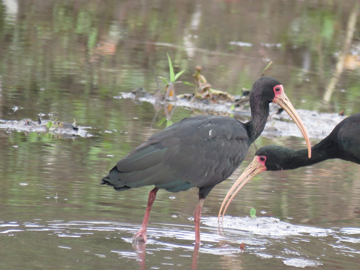 rødmaskeibis - ML643984493