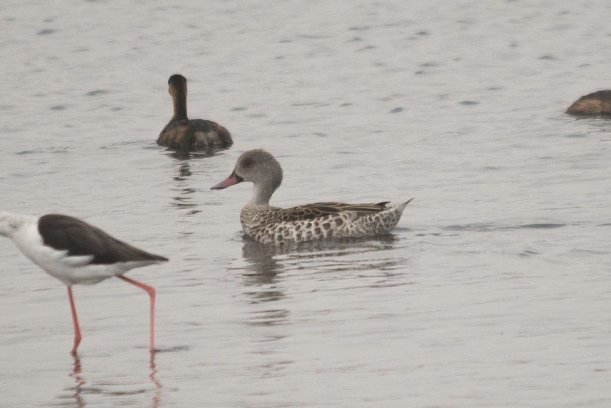 アカハシコガモ - ML643984495