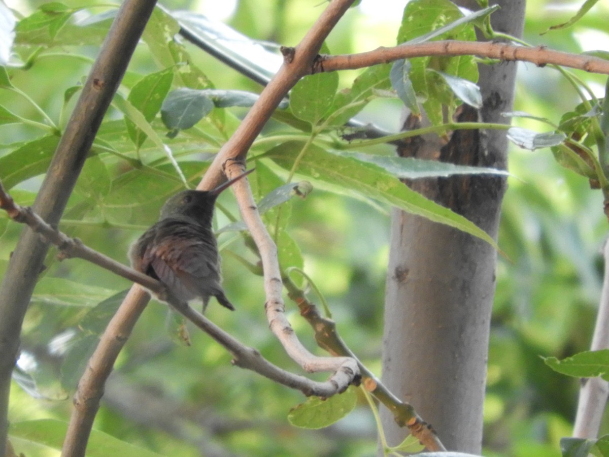 Berylline Hummingbird (Northern) - ML643984498