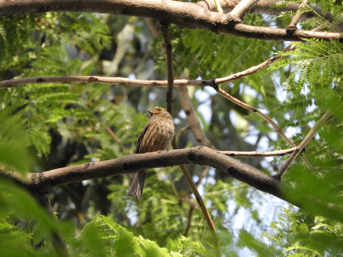 House Finch (Common) - ML643984502