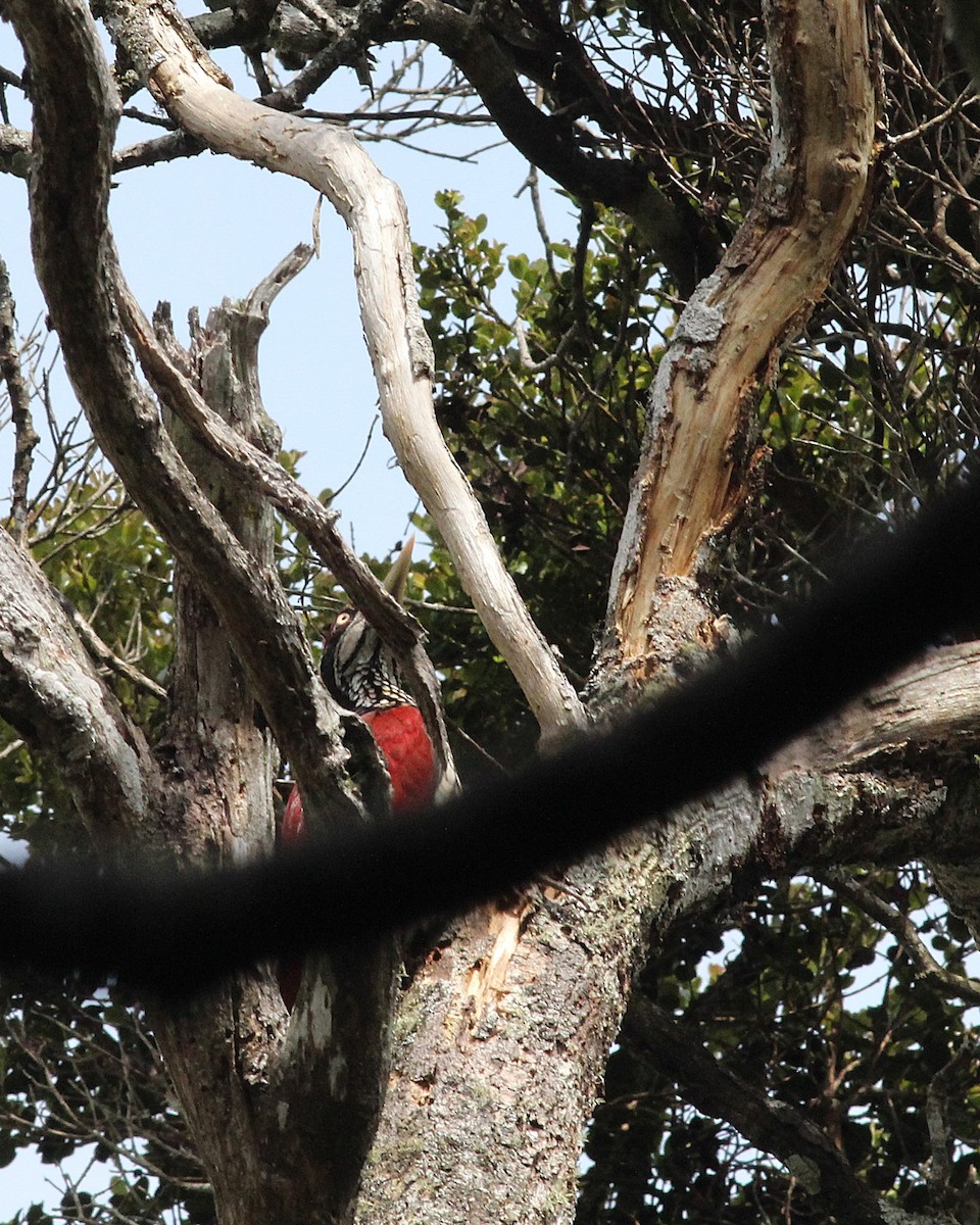 Crimson-backed Flameback - ML643984511