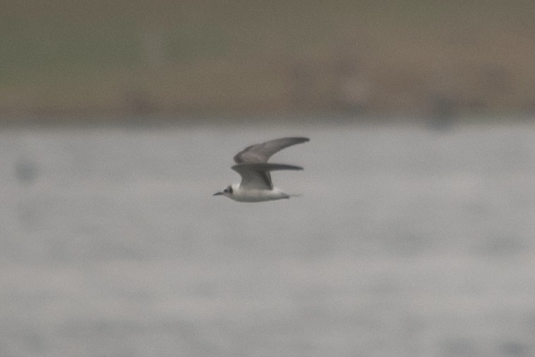 White-winged Tern - ML643984518