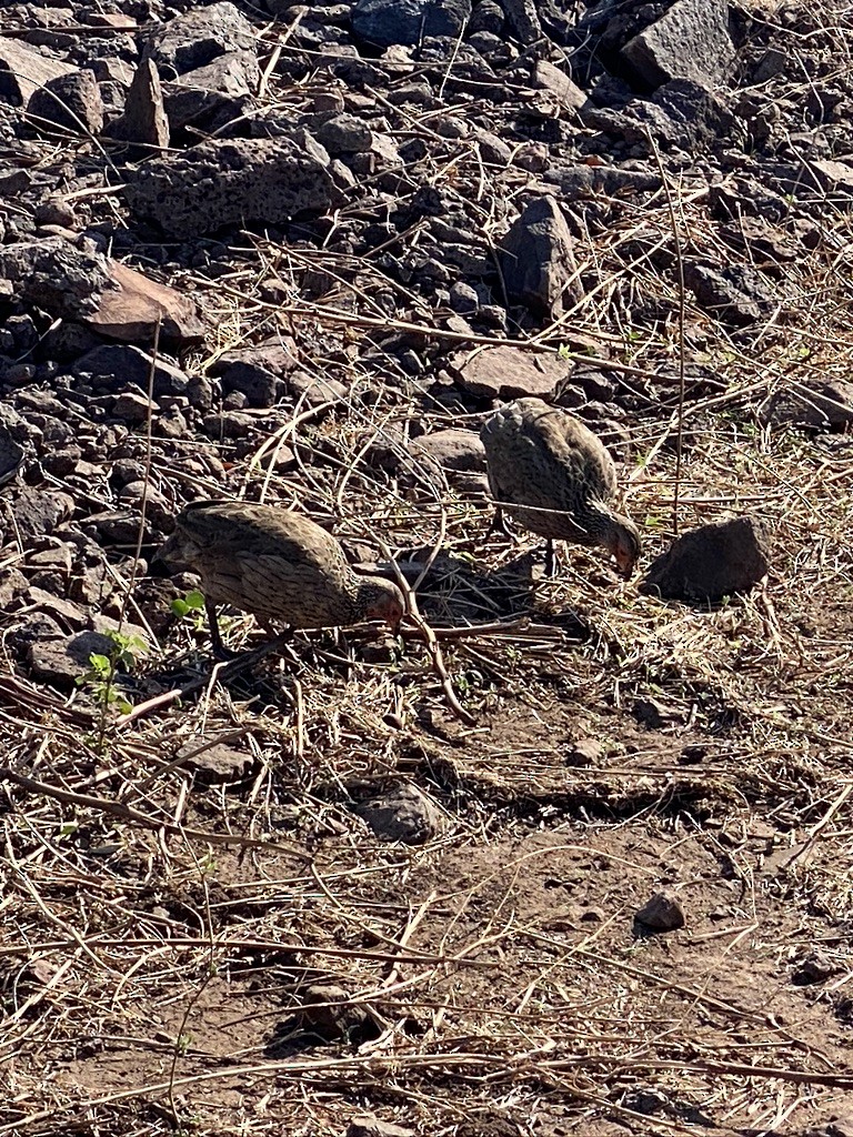 Dere Turacı - ML643984533