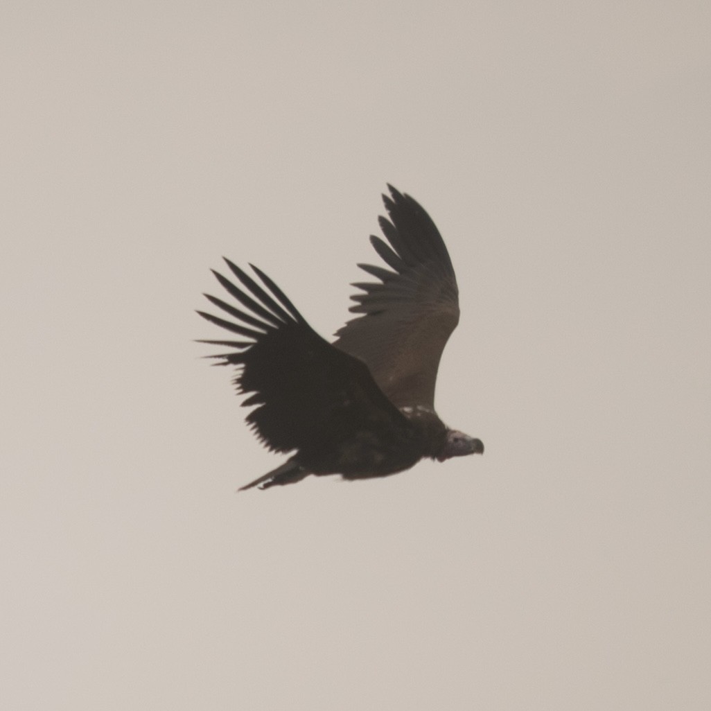 Lappet-faced Vulture - ML643984541