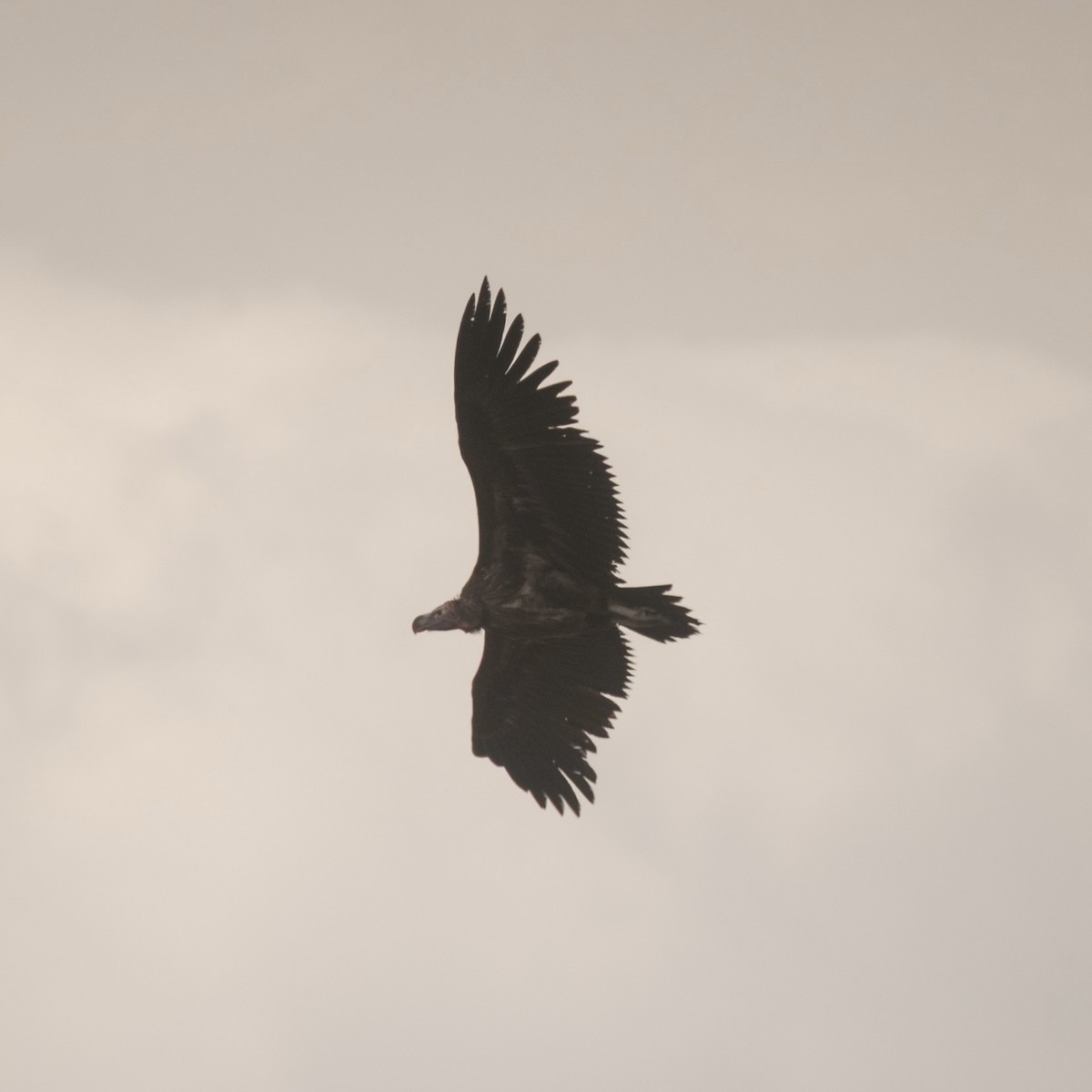 Lappet-faced Vulture - ML643984542
