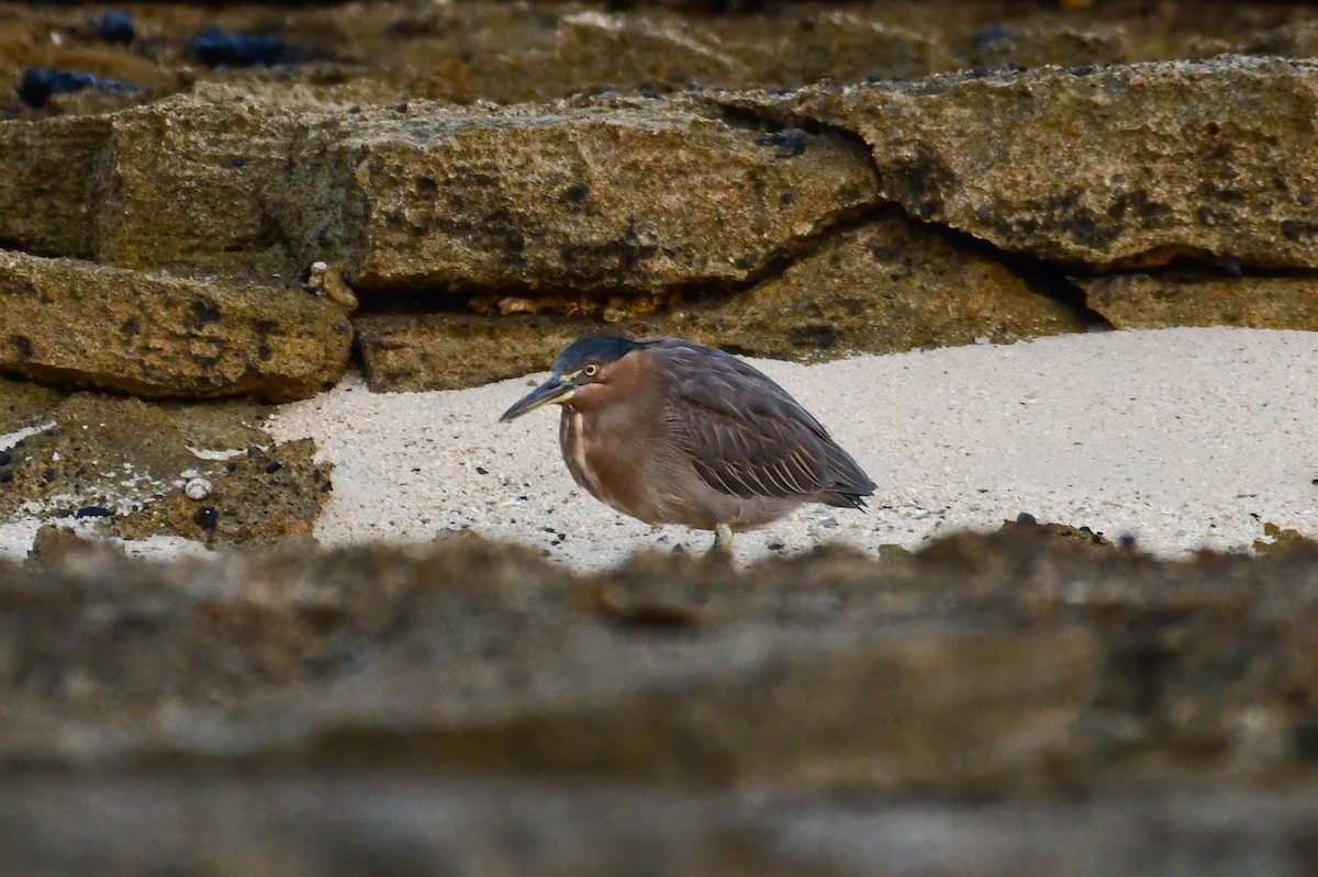 ササゴイ - ML643984549