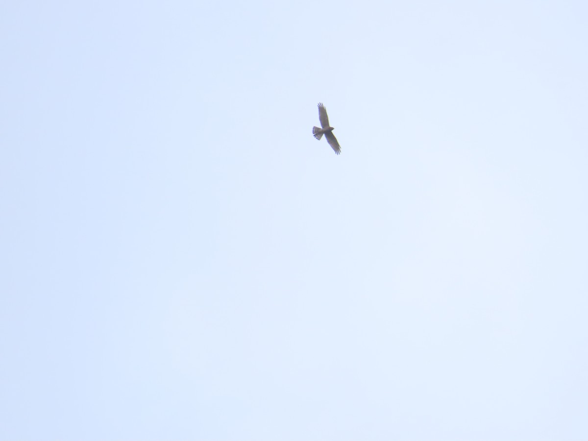 Gray-faced Buzzard - ML643984558