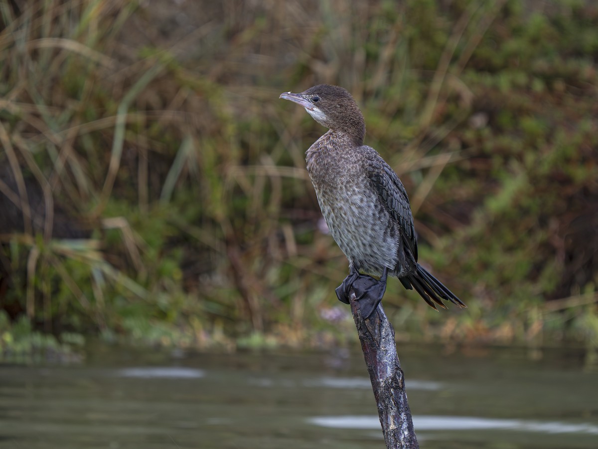 Cormoran pygmée - ML643984561