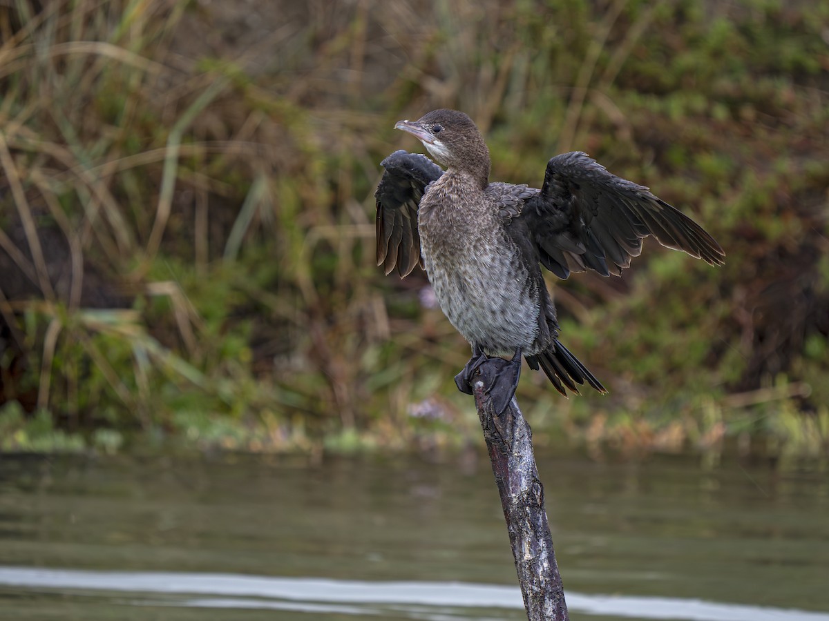 Cormoran pygmée - ML643984562
