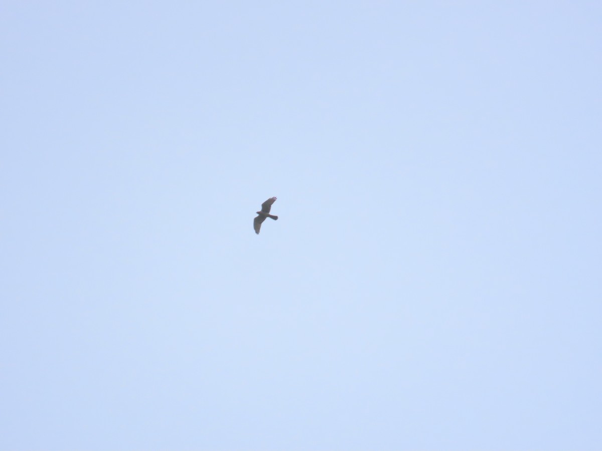 Gray-faced Buzzard - ML643984574