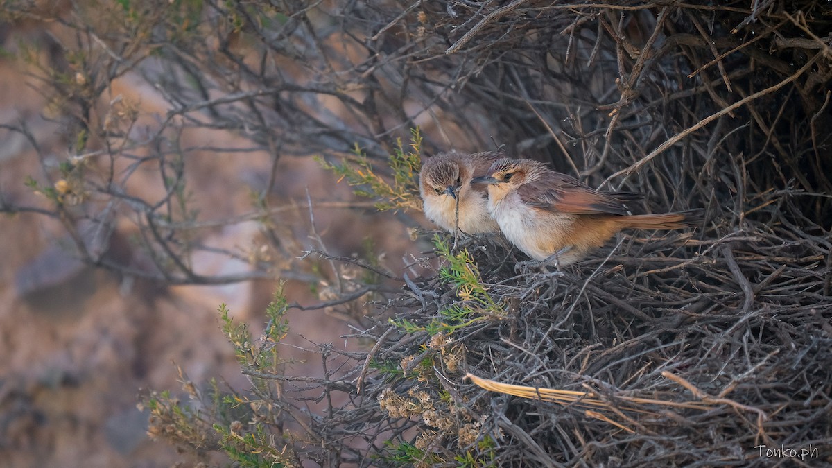 Streak-fronted Thornbird - ML643984579