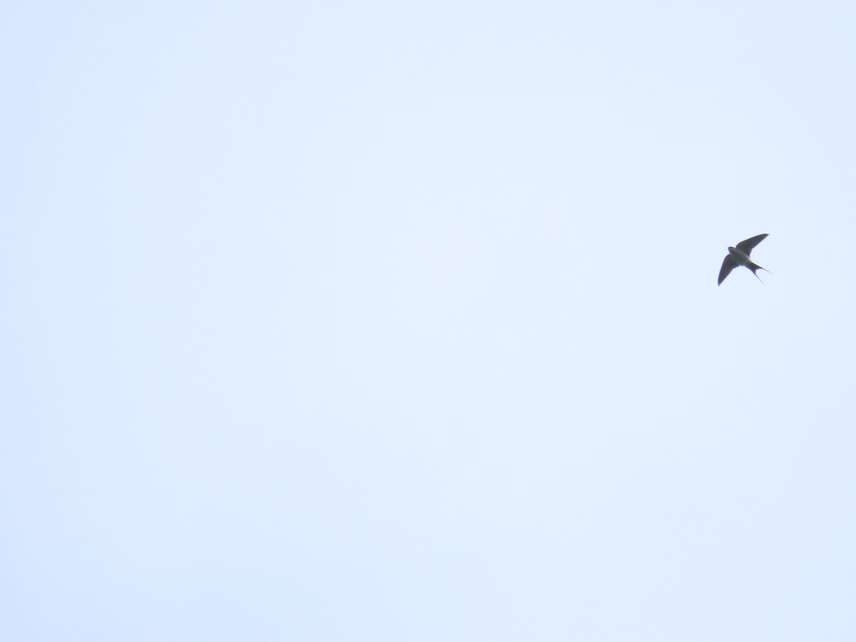Eastern Red-rumped Swallow (Striated) - ML643984588