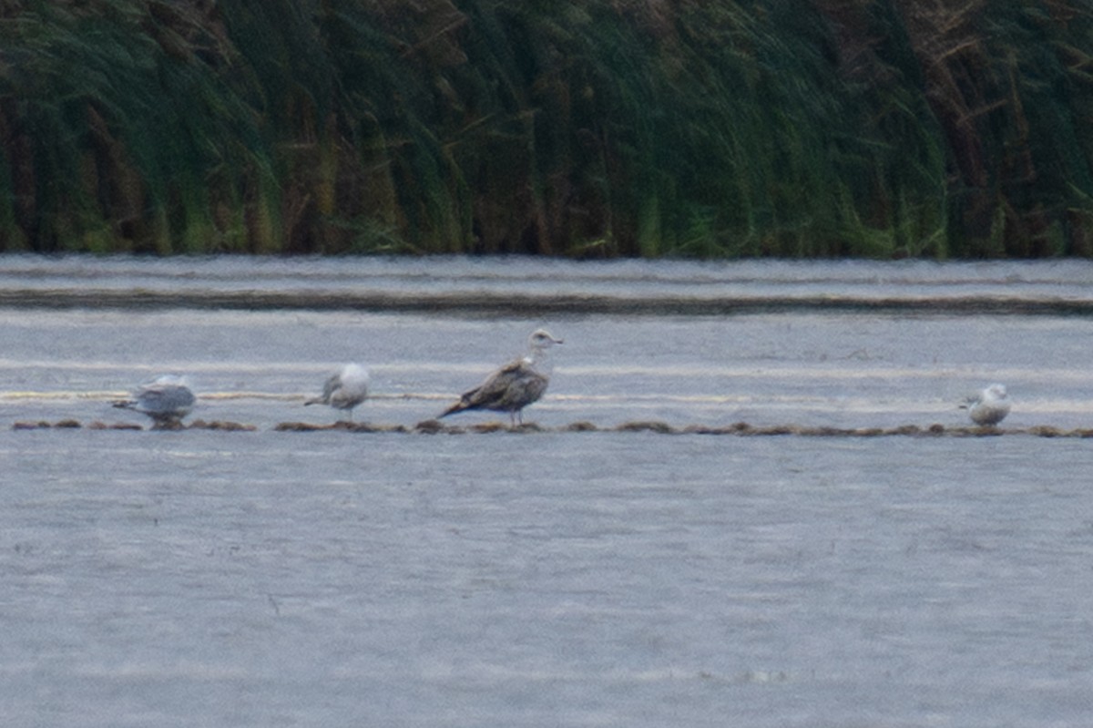 Мартин американський - ML643984594