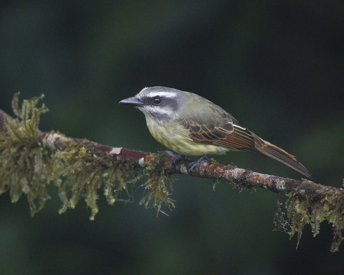 Tyran à ventre d'or - ML643984595