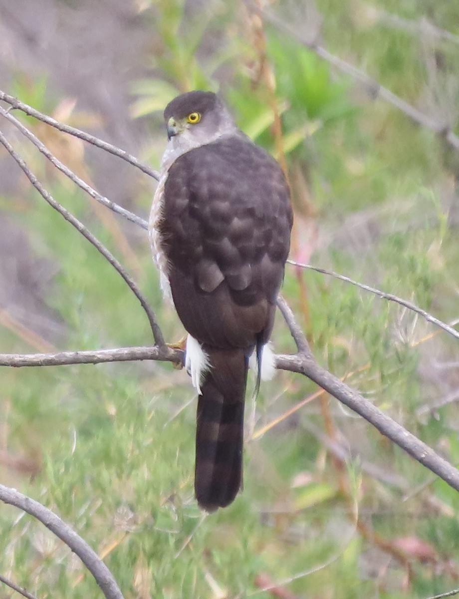 Chilean Hawk - ML643984605