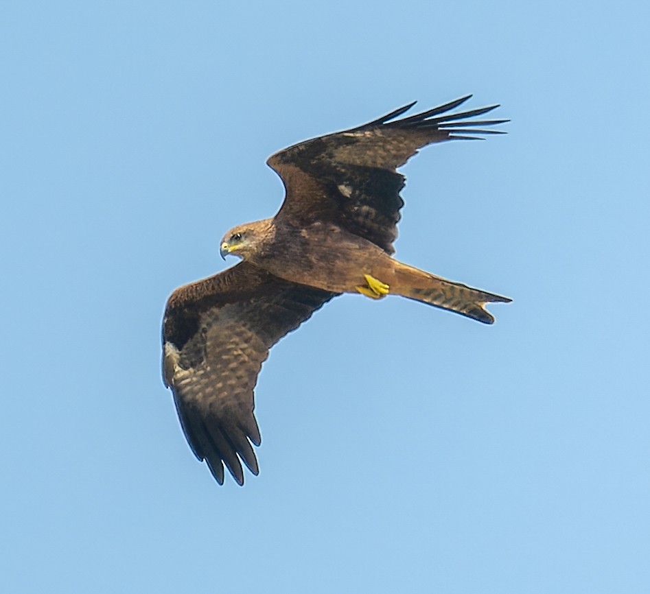Black Kite - ML643984610