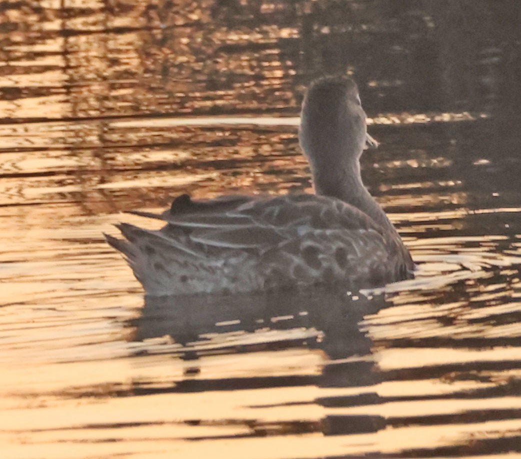 Blue-winged Teal - ML643984616