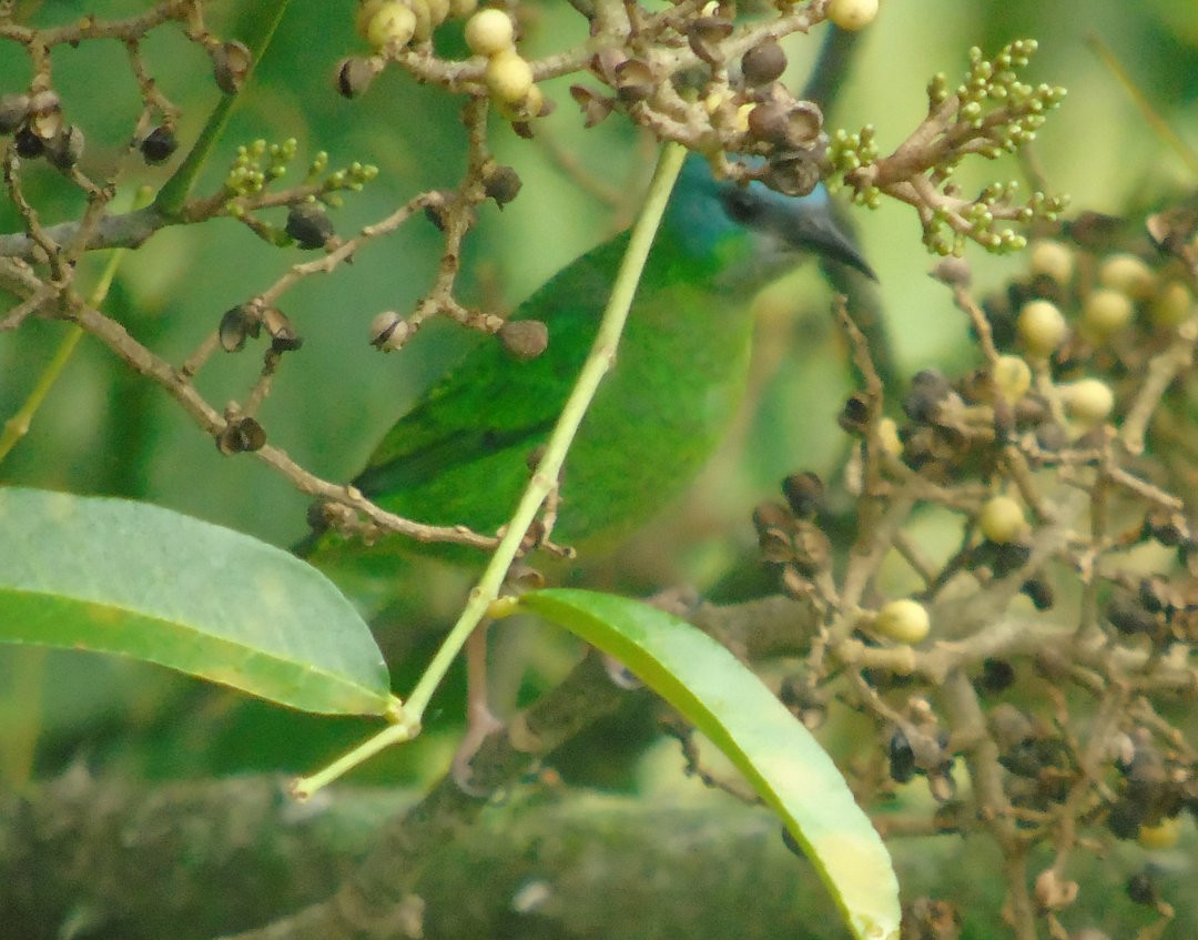 Dacnis bleu - ML643984637