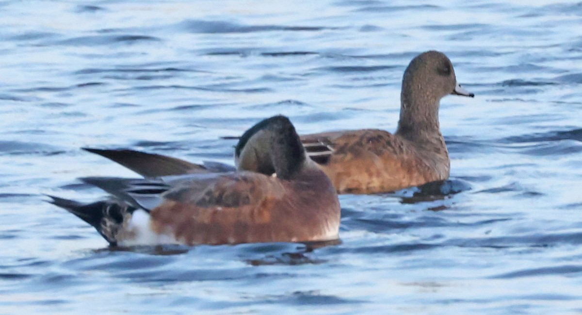 Canard d'Amérique - ML643984638