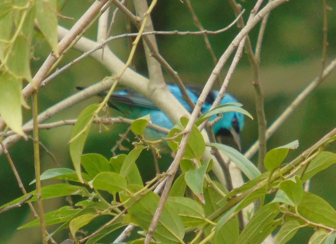 Dacnis bleu - ML643984654