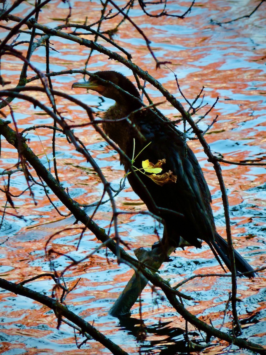 Cormoran à aigrettes - ML643984659