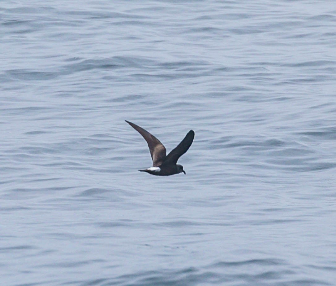 Leach's Storm-Petrel - ML643984675