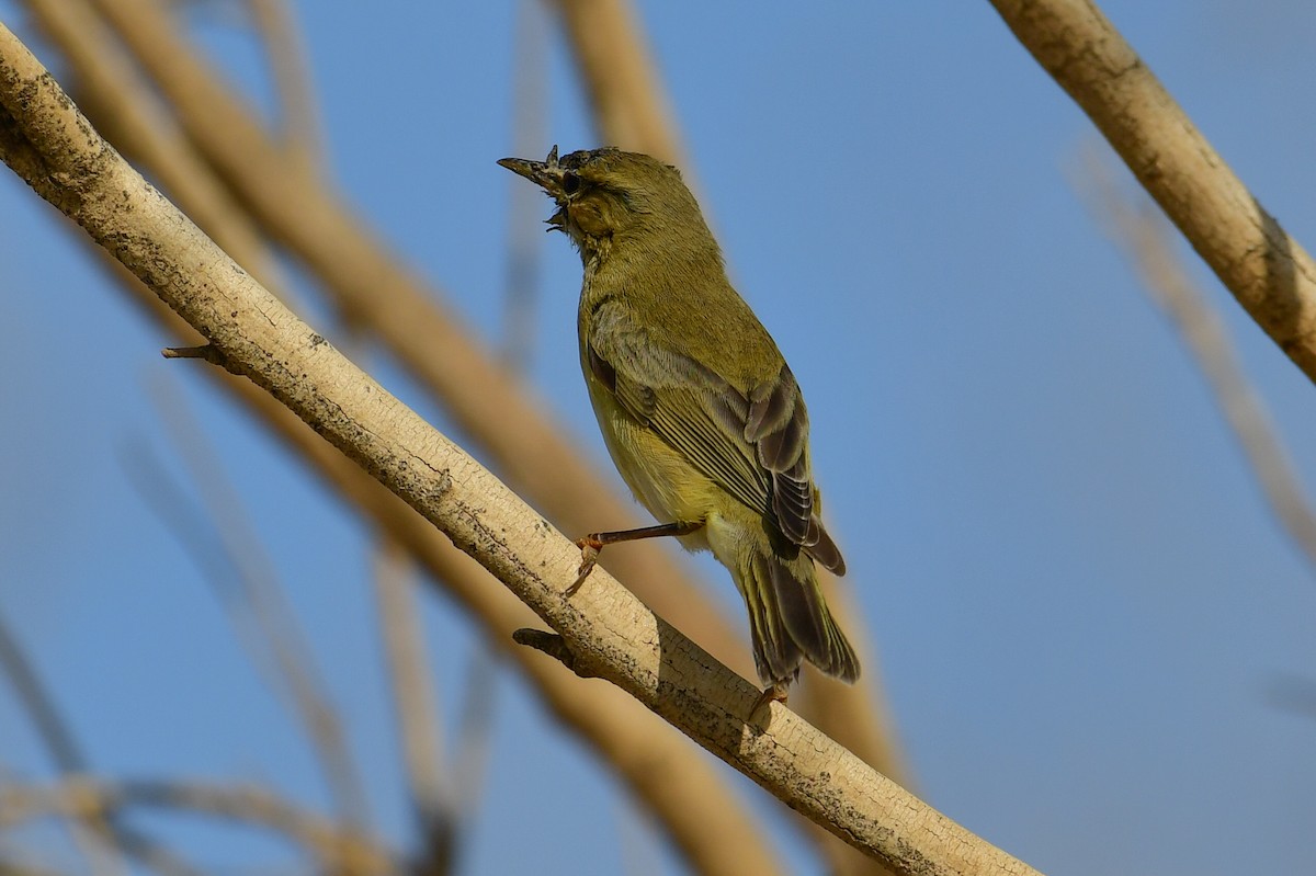 キタヤナギムシクイ - ML643984678